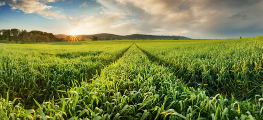 Poster - Panorama of green wheat field at sunset with sun