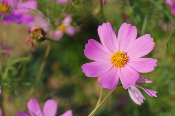 Wall Mural - pink cosmos flower blooming in the field