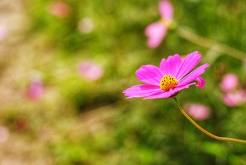 pink cosmos flower blooming in the field
