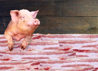 Wall Mural - pig looks out over the layers of lards on the dark wooden background