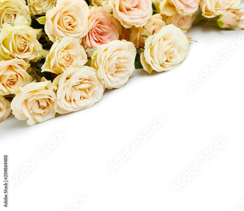 Beautiful roses isolated on white background
