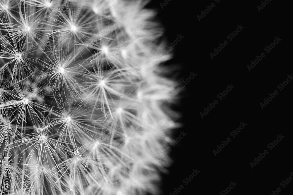 Fluffy white dandelion details in black and white on dark background. Closeup, selective focus - obrazy, fototapety, plakaty 