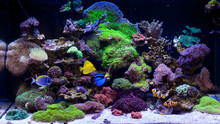 Home Coral Reef Aquarium