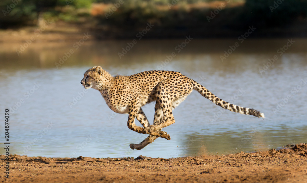 Cheetah running, (Acinonyx jubatus), South Africa - obrazy, fototapety, plakaty 