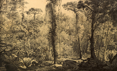 nature of south america.