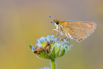 Poster - Essex skipper covered in dew