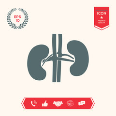 Human organs. Kidney icon