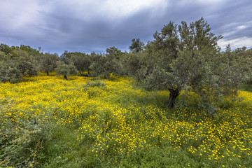 Sticker - Ecological olive grove greece with yellow flowers