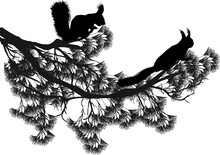Two Black Small Squirrels And Pine Tree Branch On White