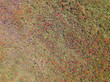 Poppy field aerial view panorama landscape