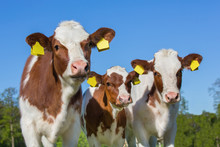 Three Brown White Calves With Blue Sky