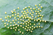 Texture Of Butterfly Eggs On Green Leaf Background.
