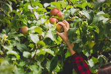 Toned Closeup Photo Of Hand Reaching For Apple Growing On Top Of Tree In Orchard