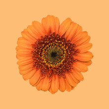 Gerbera Flower, Orange Against Plain Background