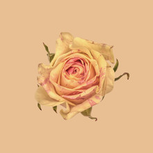 Rose, Yellow And Pink Against Plain Background
