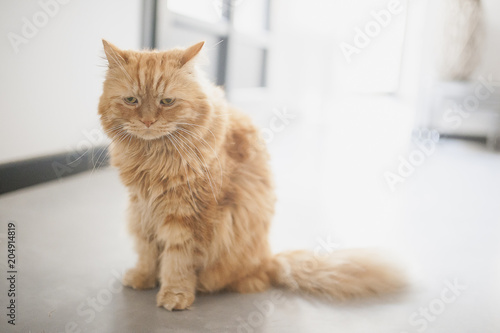 Chat Angora Roux Photo Stock Adobe Stock