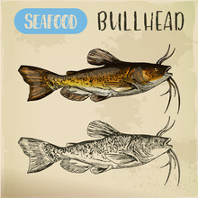 Sketch Of Bullhead Or Sculpin Fish