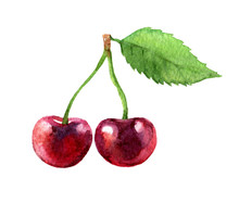 Cherry Isolated On White Background, Watercolor Illustration 