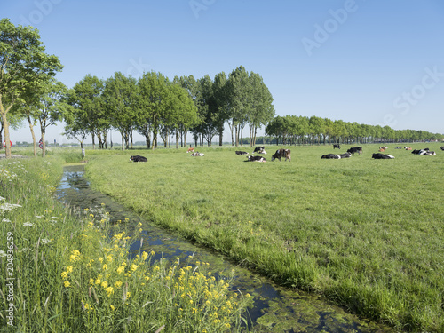 Black And White Cows In Green Grassy Dutch Summer Meadow With
