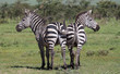 Two zebras, side-to-side