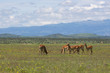 Impala grazing among wildflowers