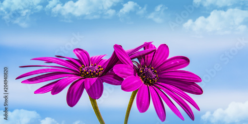 flores bajo el cielo azul