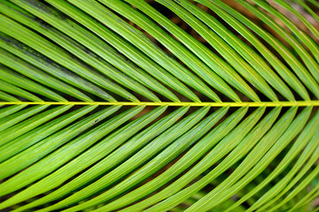 Wall Mural - Lush tropical vegetation of the islands of Hawaii