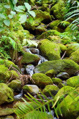 Wall Mural - Lush tropical vegetation of the Hawaii Tropical Botanical Garden of Big Island of Hawaii