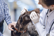 Doctor Examines The Dog's Eyes .