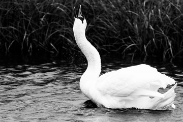 Swan B&W#2