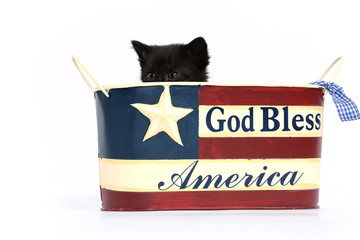 Wall Mural - Black kitten in 4th of July container