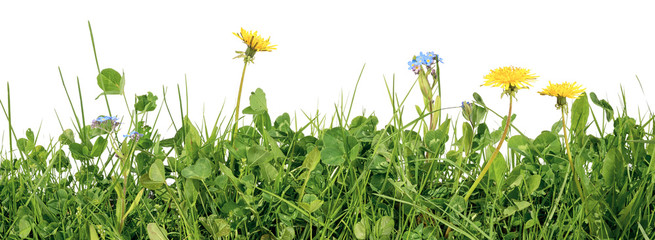 meadow grass with grass blades, clover, dandelion and forget me not flowers isolated on white background