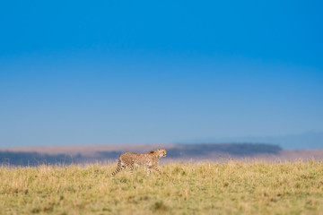 Sticker - Cheetah in Masai Mara Game Reserve, Kenya