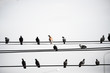 Birds perch high voltage lines.