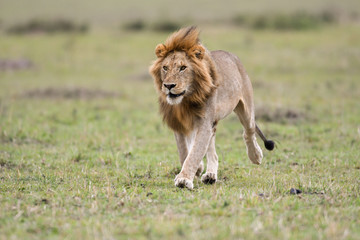 Sticker - Male African lion in Masai Mara, Kenya