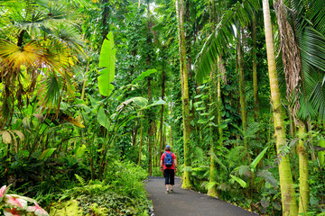 Wall Mural - Tourist admiring lush tropical vegetation of the Hawaii Tropical Botanical Garden of Big Island of Hawaii