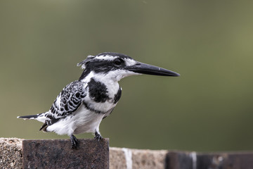 Pied Kingfisher on a dam in Kruger National Park in South Africa