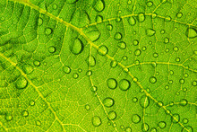 Green Leaf With Water Drops For Textured Background