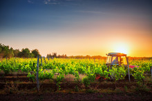 Vines On The Field And A Red Tractor At Sunset