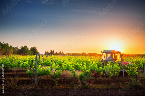 Fotomural Vines on the field and a red tractor at sunset