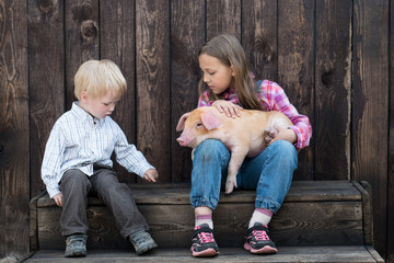 Wall Mural - Farmer's children are playing with pig