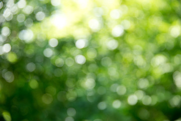 Wall Mural - green bokeh background and sunlight
