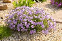 Purple Creeping Phlox, On The Flowerbed. The Ground Cover Is Used In Landscaping When Creating Alpine Slides And Rockeries