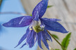  clematis, purple, dark blue flower petals, blurred background, closeup