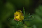 Fototapeta Tęcza - European complete flower, yellow floral bud, closeup