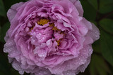 Fototapeta Tęcza - tree peony flower, pink petal, closeup