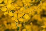 Fototapeta Tęcza - yellow flower on a twig, yellow blurred background, closeup
