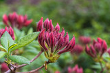 Fototapeta Tęcza - rhododendron, red flower bud, green blurred background, closeup