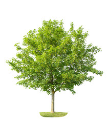 Wall Mural - green young maple tree isolated white background