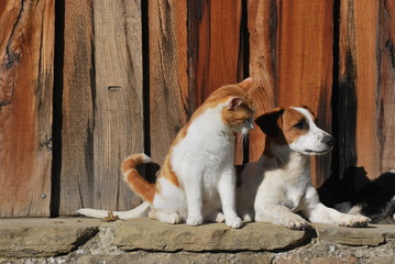 Cat and Dog Together